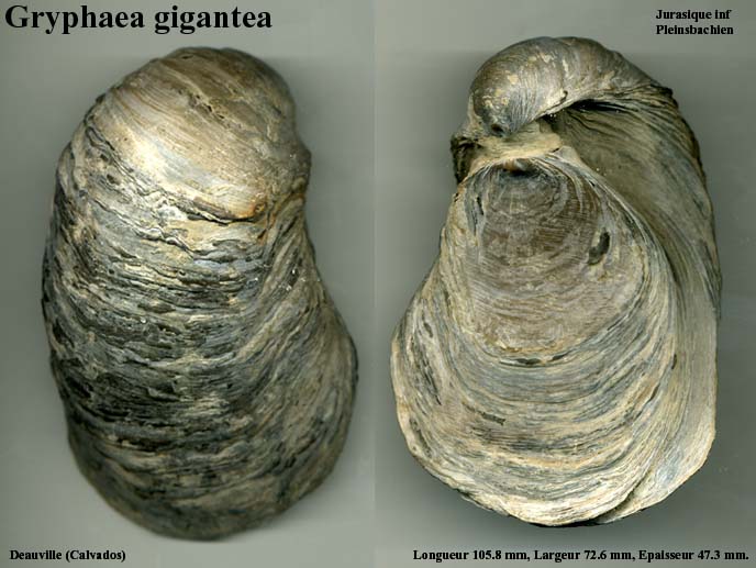 Gryphaea_gigantea